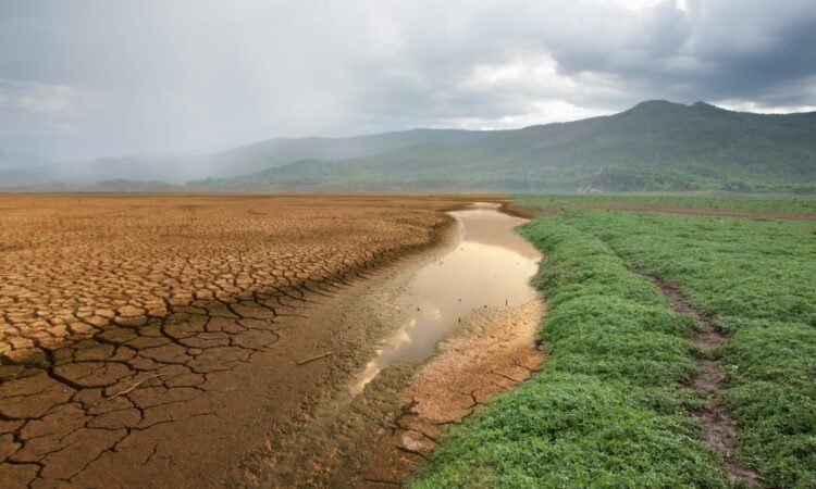 Adaptive management anticipating the impacts of climate change on forests