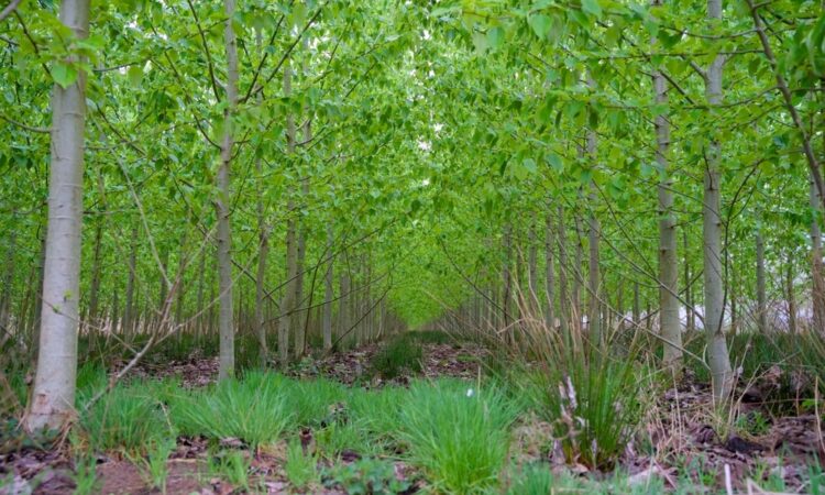 Agroforestry and sustainable practices local solutions to store more carbon