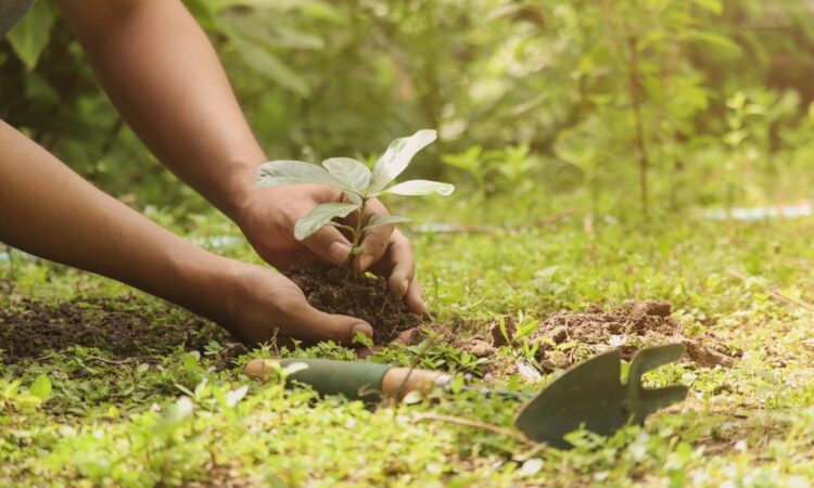 The science of ecological restoration success indicators and long-term monitoring