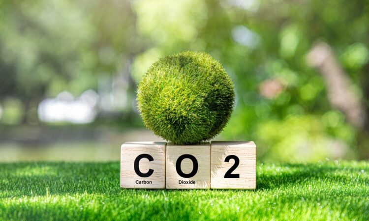 What future for the role of forests in global carbon neutrality